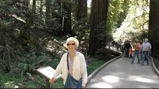 STROLLING AMONG REDWOODS AND DEAD WOODS AT MUIR WOODS NATIONAL MONUMENT