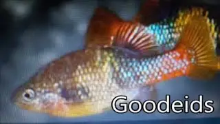 Jože Vrbančič*GOODEID WORKING GROUP*Allotoca:aquarium keeping and conservation of an endangered fish