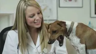 Dogs vs  Their Tails  History’s Funniest documentary
