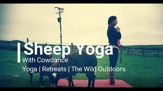 Sheep Yoga: Sun Salutations with Cowdance