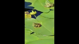 This Is How a Tadpole Transforms Into A Frog
