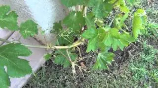 Grape Leaf Skeletonizers Eating My Grapevine Leaves