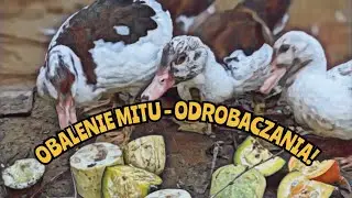 #hodowlakur 🐓🐔| Obalenie MITU - ODROBACZANIE 🎃🪱