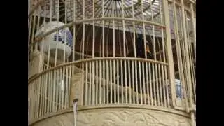 China 2011: Bird