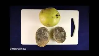 The Life of a rotting potato!
