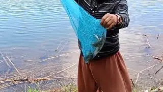 Panen Ikan Krafo Spot Wadok Kalianget