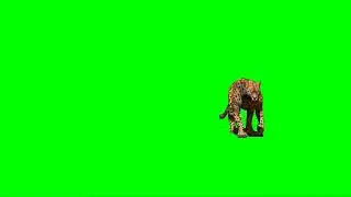 LEOPARD GREEN SCREEN