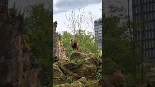 Zoo Berlin - L&ouml;we br&uuml;llt