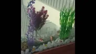 Custom Wall Aquarium Installation | Pisces Decors by Taiwo James Isaac