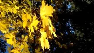 Autumn leaves at Drain Oregon Covered Bridge