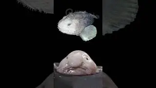 STUNNING RARE IMAGES | PART 25