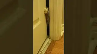 Kitten Managed to Get Out #opendoor #kitten #whitepaws #poorcat #adorable #cute #lovely
