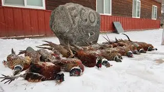 10 Man Limit of South Dakota Pheasants! (Final Day)