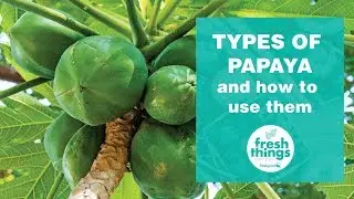 Fresh Things: Types of Papaya and How to Use Them