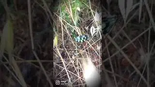 Kelebek değil 🦋, U&ccedil;urtma B&ouml;ceği'ymiş  😮