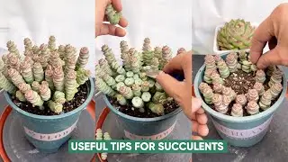 Succulent Care for Beginners: 20 Essential Tips to Keep Them Alive
