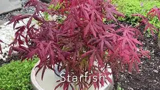 August maple prime: Shirazz, Red pygmy and Starfish