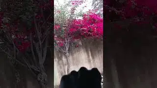 #video #harivlog #minivlog #holi #2024