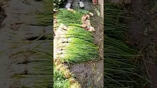 Today vegetable Green Onion Rate #onion #vegetables #trending #shorts