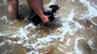 All dogs know how to swim