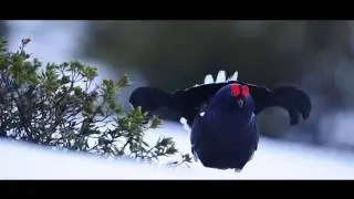 Faune du Pays du Mont-Blanc