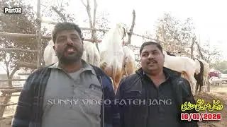 Today Domail Mandi Fatehjang Rate&rsquo;s update16/Jan.2026-Part03Sunny Video Fateh Jang Cow Mandi 2026