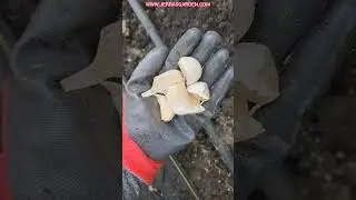 How to plant garlic in hot climates zones 8-11 #garlic #garden #gardeningtips #vegetablegarden