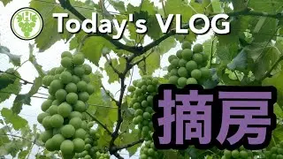 VLOG ぶどうの摘房 林ぶどう園 2020/07/01