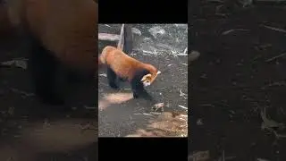 Red panda and Frog #animals #panda #frog