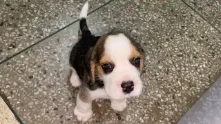 Cutest Beagle Pup Playing At His New Home | Cute | Little Puppy