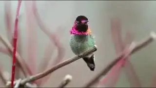 Incredible Humming Bird: changing colour