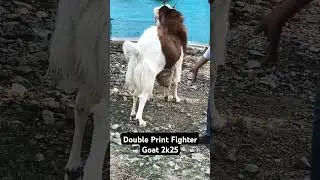 #top10 #viralreel #biggoats #goatsfarming #farmgoat #farmanimal #goat #goatfarm #heavyweightbakra