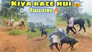 Marwadi Horse 🐴 vs Bull 🐂 Full Speed Race | Power, Speed & Masti | Rajasthan Horse Race 2025