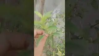 #December flower #plzsubscribe #ytshorts
