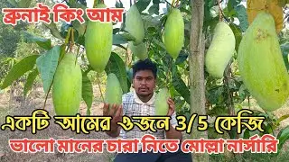 একটি আমের ওজন 3/5 কেজি ব্রুনাই কিং বিশাল এক ফল গাছের স্বর্গ রাজ্য মোল্লা নার্সারি=হৃদয়ের কৃষি=