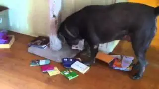 Cane Corso (Italian Mastiff) Spot with laser light