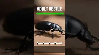 Mealworm Life cycle | M.Haidri Mealworm Farming | ##shortsfeed #short #youtubeshorts #mealworm