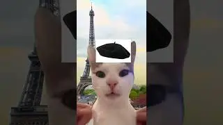 french cat #funny #memes