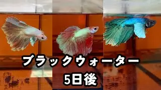 1週間放置したベタ、ブラックウォーター5日後の状態｜病気・衰弱の前に
