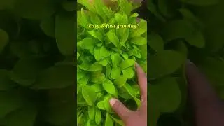 Beginner Friendly Organic Plant 🌱 | Grow Spinach Easily