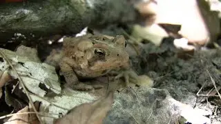 You’ll Miss This Frog—Until It Moves #CopesGrayTreefrog #Camouflage #Amphibian#NatureDoc#Herpetology