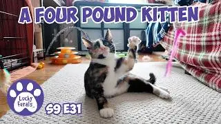 A Four Pound Kitten With The Loudest Purrs - Rescue Kitten Days 31 32 - Lucky Ferals Vlog S9 E31