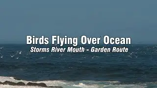 Flock of Birds (Terns) Flying Over Ocean at Storms River Mouth - the Garden Route