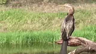 Indian Darter or Snakebird - Bharatpur Birds Sentuary 