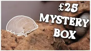 &pound;25 Isopod Mystery Box!!