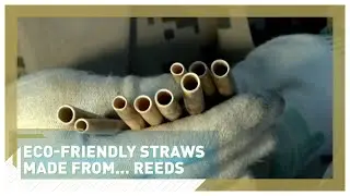 Eco-friendly straws made from reeds