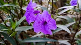Ruellia Tuberosa I Minnie Root l Wild Petunia