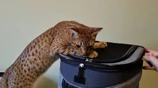 Trying to do a 