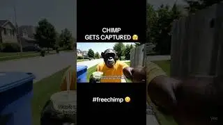 Chimp gets captured by Ice. #trending #chimpanzee #viralvideo #ai