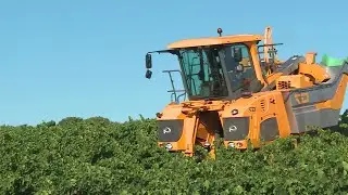 Gard : premières vendanges à Mus avec une nouvelle machine à vendanger